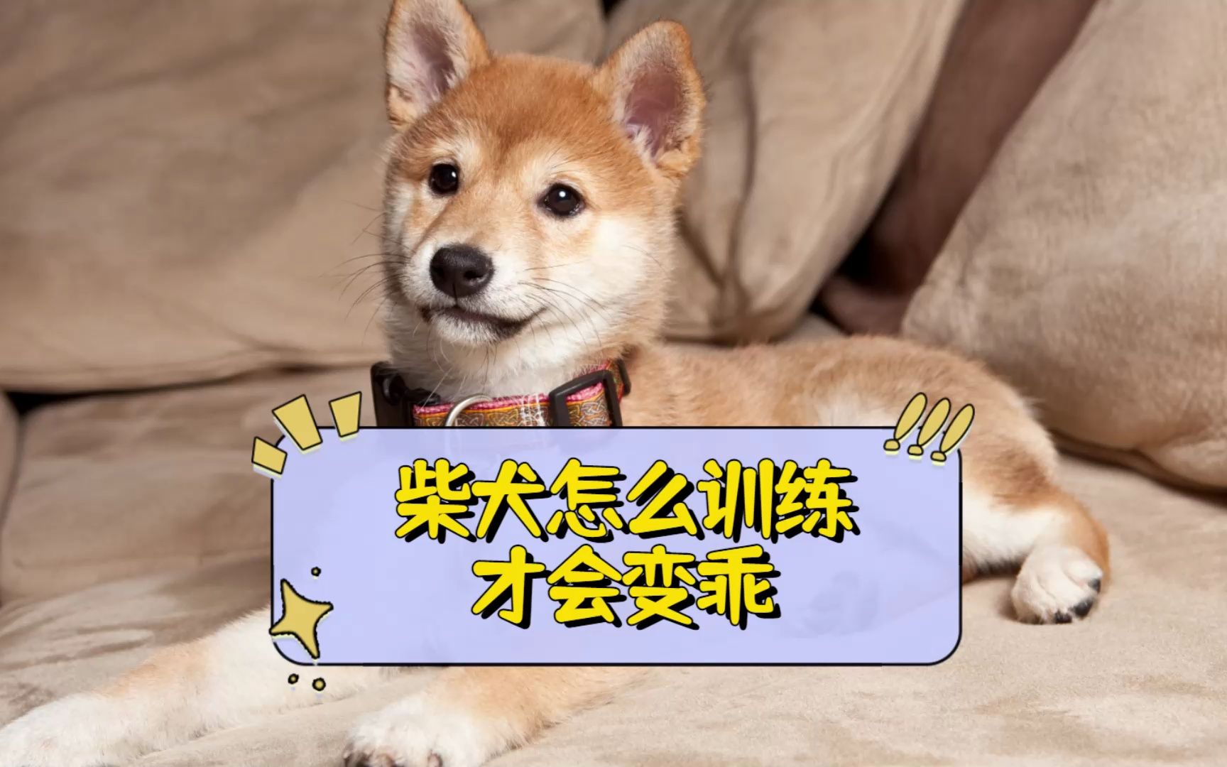 柴犬怎么训练才会变乖?这几招让它变乖巧!
