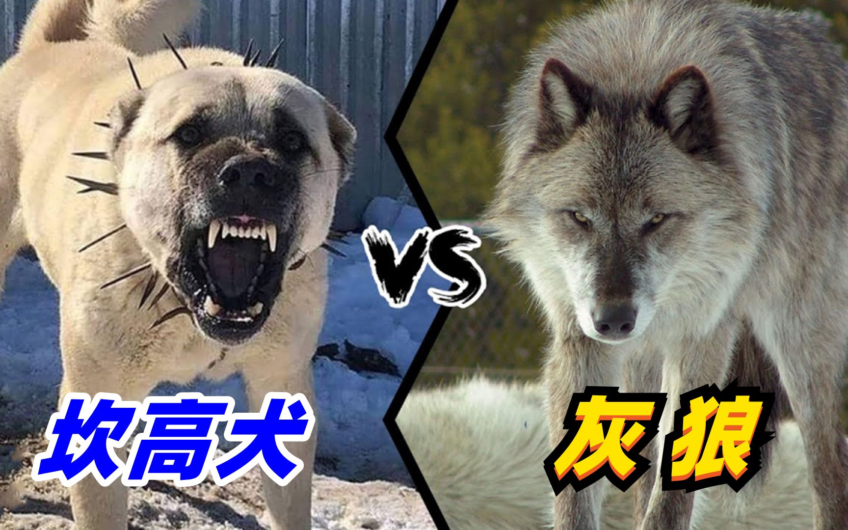 坎高犬vs北美灰狼图片