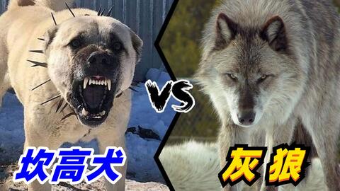 坎高犬vs灰狼 如果两者正面硬肛 谁才是真正的犬科之王 哔哩哔哩