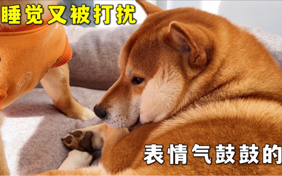 柴犬小七睡觉又被打扰,表情气鼓鼓的哔哩哔哩bilibili