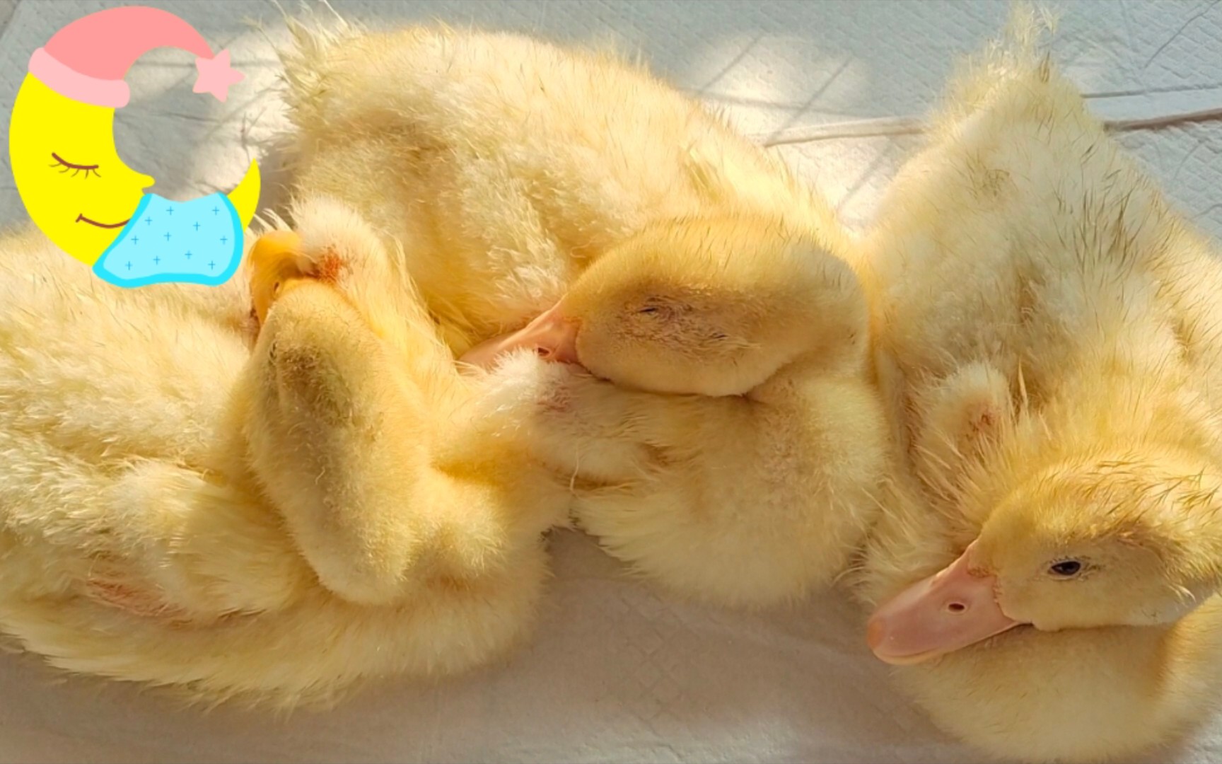 萌鸭睡播沐浴阳光睡觉觉