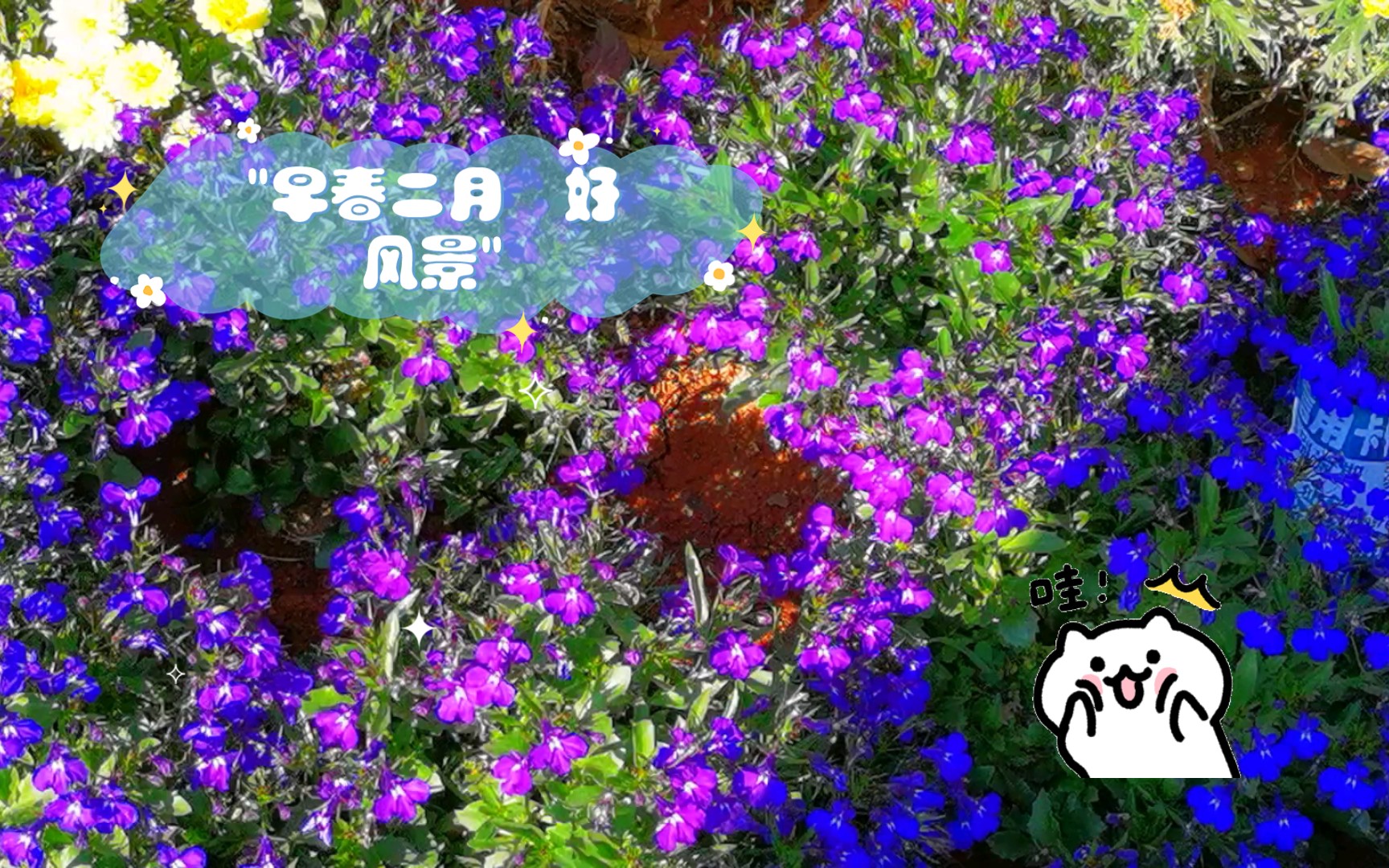 早春二月 好风景