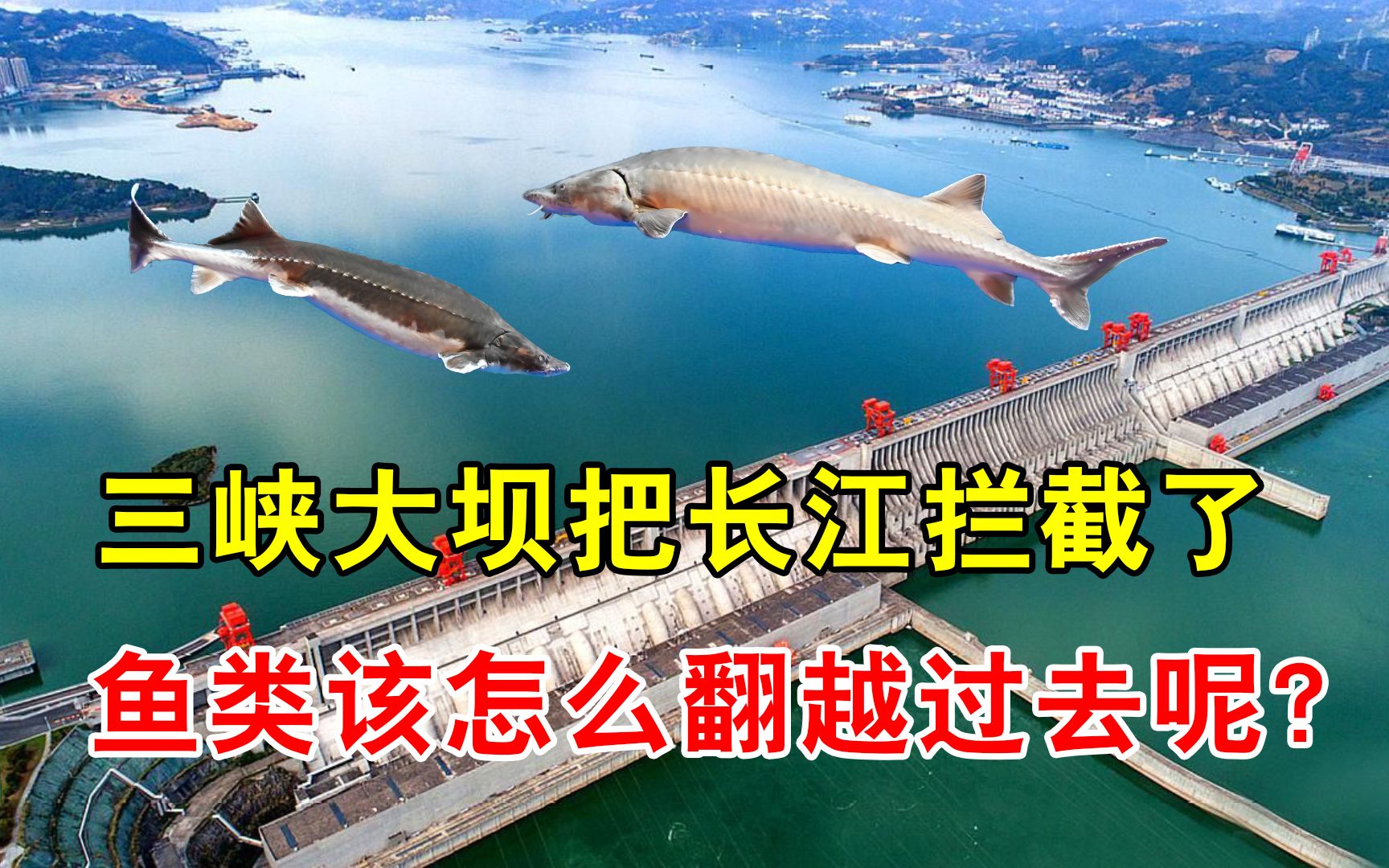 三峡大坝坝高185米,直接把长江拦截了,鱼类该怎么翻越过去呢?