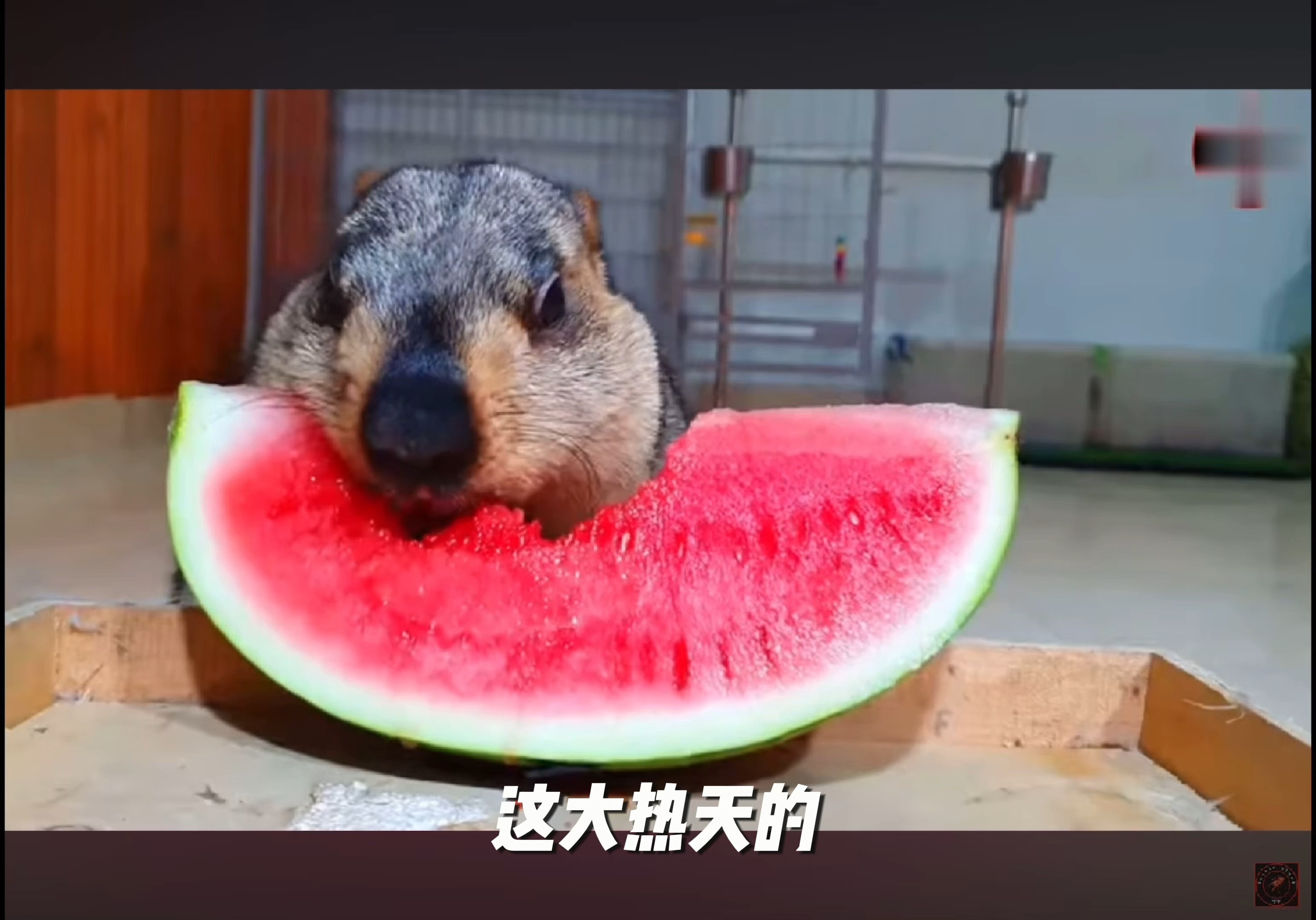 快乐的土拨鼠,二彪子 吃西瓜