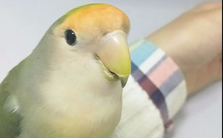 小绿鸡多动症初期