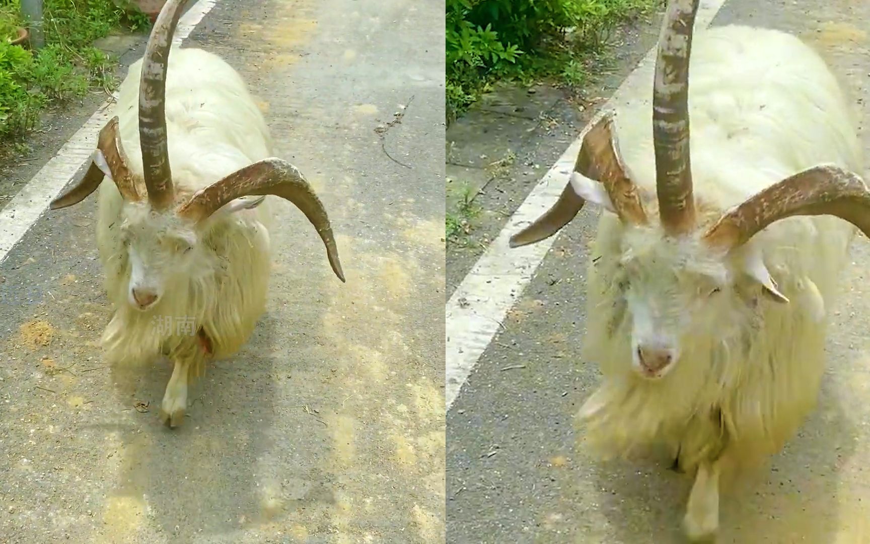 三角羊造型独特行走在路上,头顶三只角霸气侧漏,气质这块拿捏了