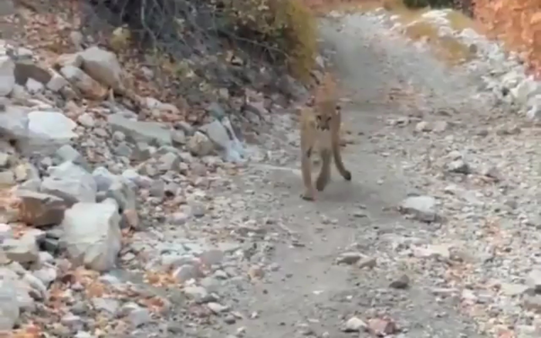 動物襲擊人類合集(第八期)