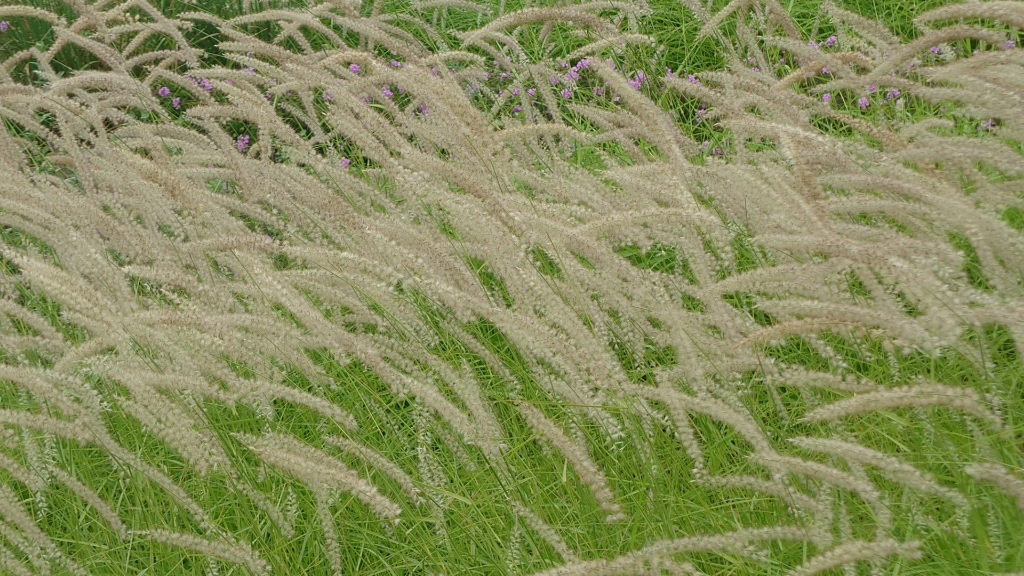白色的狗尾巴草