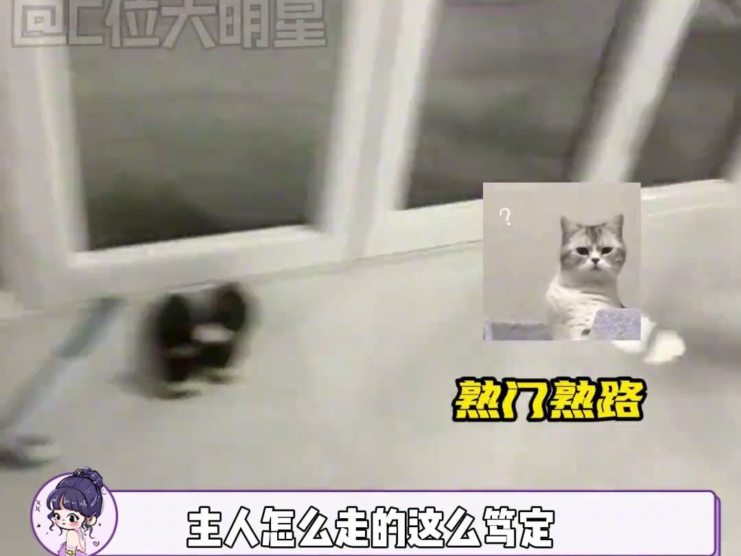 猫猫震惊脸哔哩哔哩bilibili