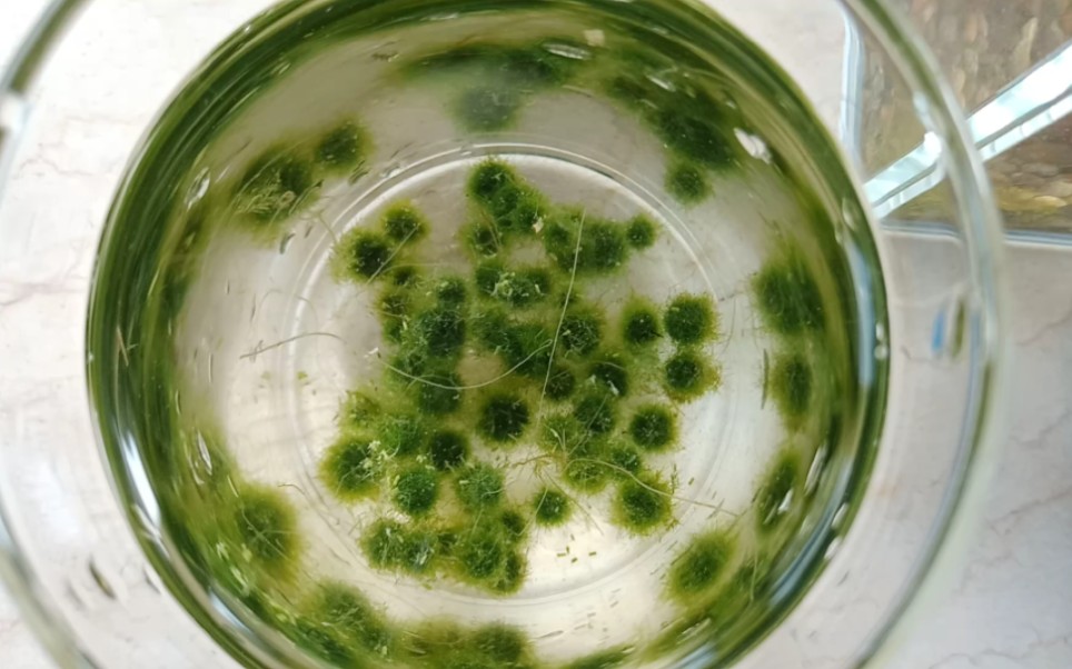 两个月没管!60颗海藻球竟全部炸毛!