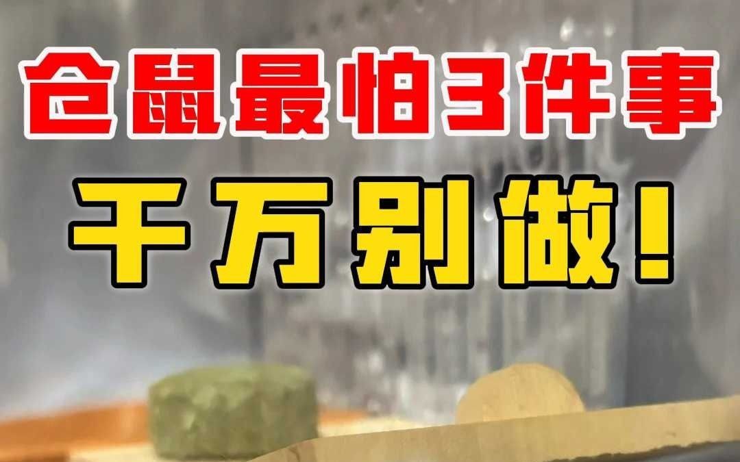 仓鼠最怕的3件事,每件都是酷刑!哔哩哔哩bilibili