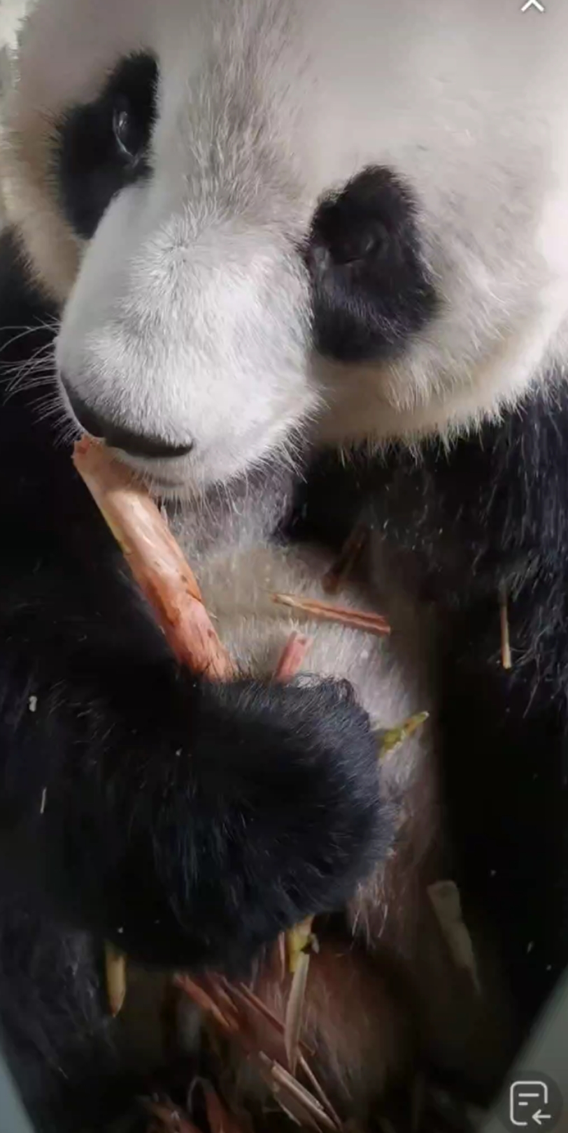 【大熊猫星安】大小姐怼脸吃播