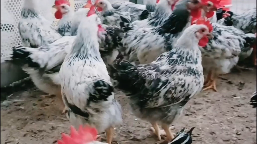 70多天白羽芦花鸡,喂玉米麦麸豆粕均可