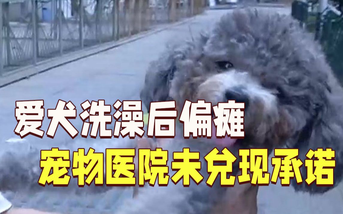 爱犬宠物医院洗澡后偏瘫 院方解决方案却未兑现哔哩哔哩bilibili