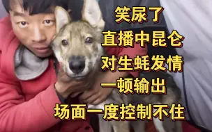 Download Video: 生蚝哥李小山浪迹天涯直播中，捷克狼犬昆仑突然发情，对着生蚝哥一顿输出，场面一度控制不住，笑尿了？！