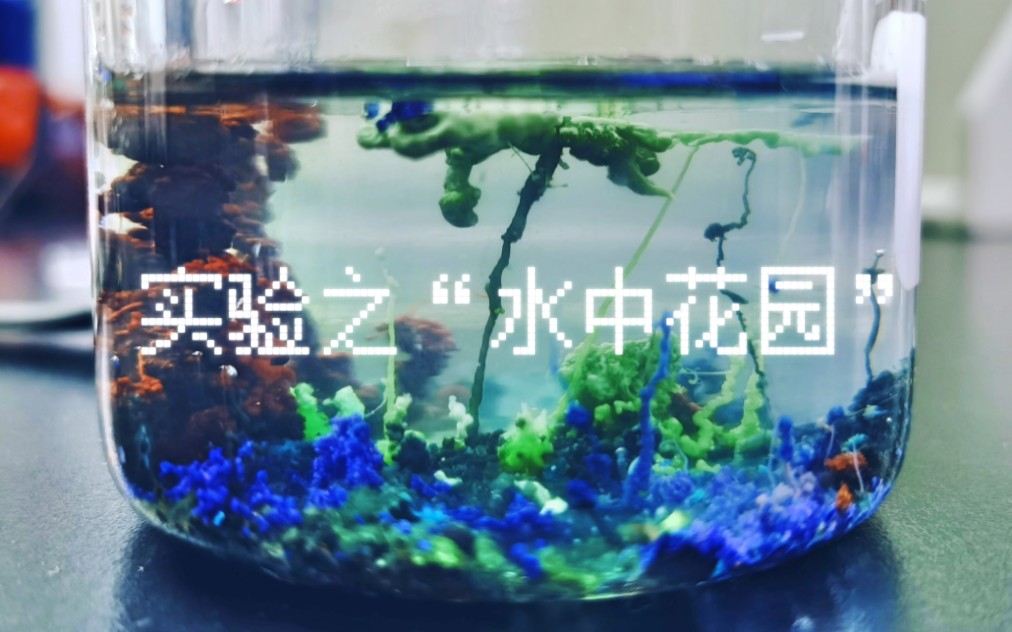 “水中花园”实验(成功版)哔哩哔哩bilibili