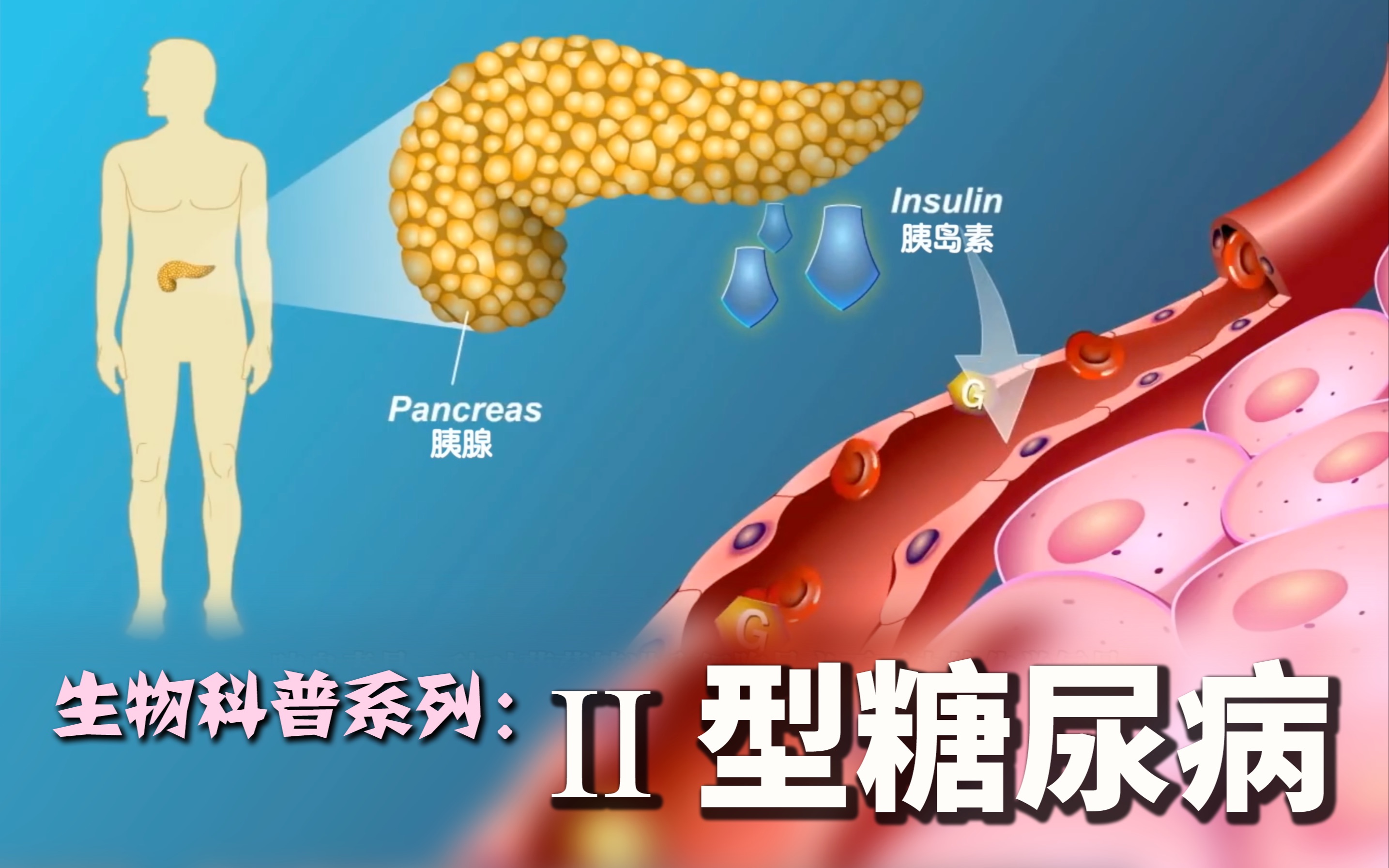 [图]生物科普系列：二型糖尿病 | 胰岛素的作用 | 糖尿病的防治