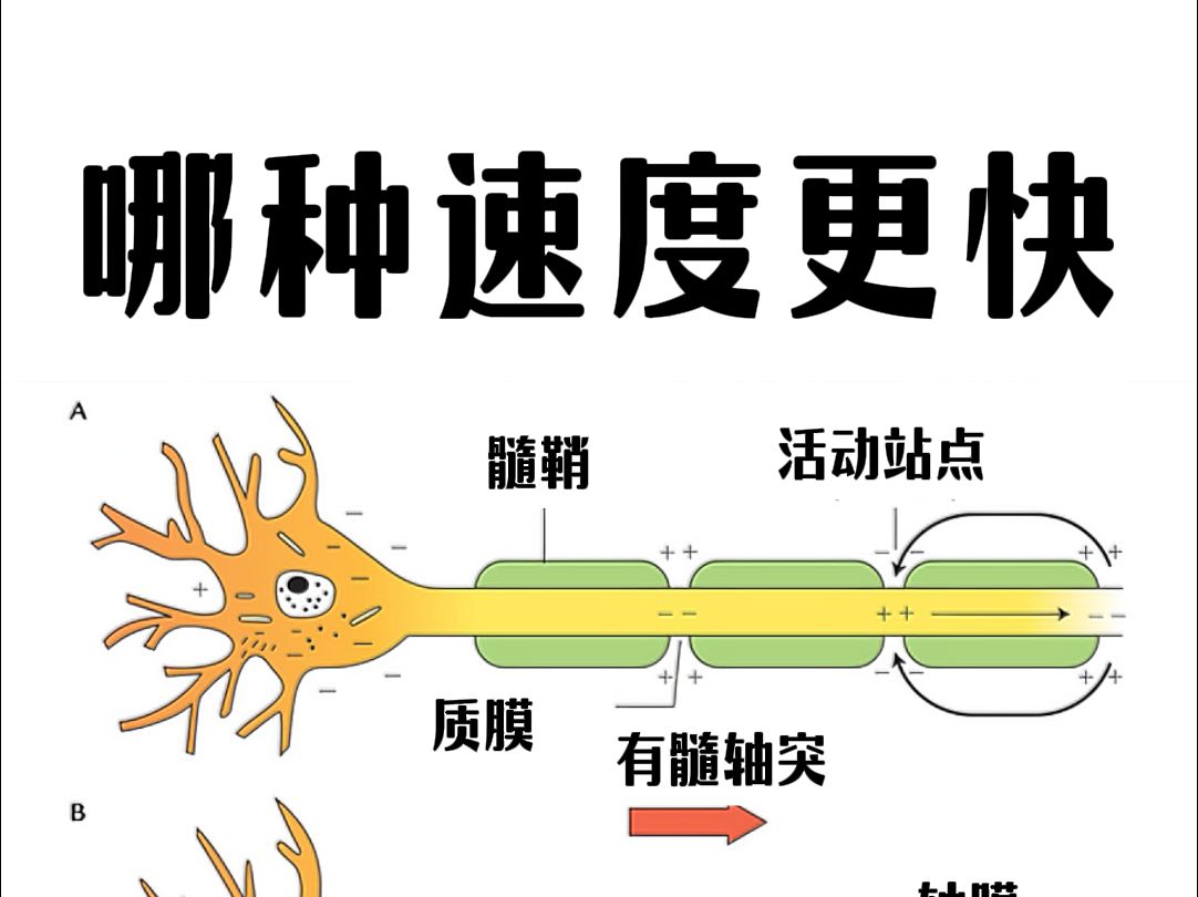 信号在神经纤维上传导哔哩哔哩bilibili