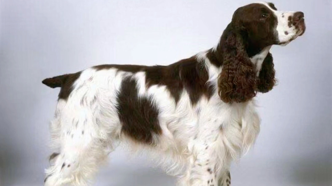 史宾格犬Springer Spaniel(枪猎犬)体重:2224公斤 身高:4851厘米起源于17世纪英国,用于赶出寻回猎物出现在17世纪中期绘画中哔哩哔哩bilibili