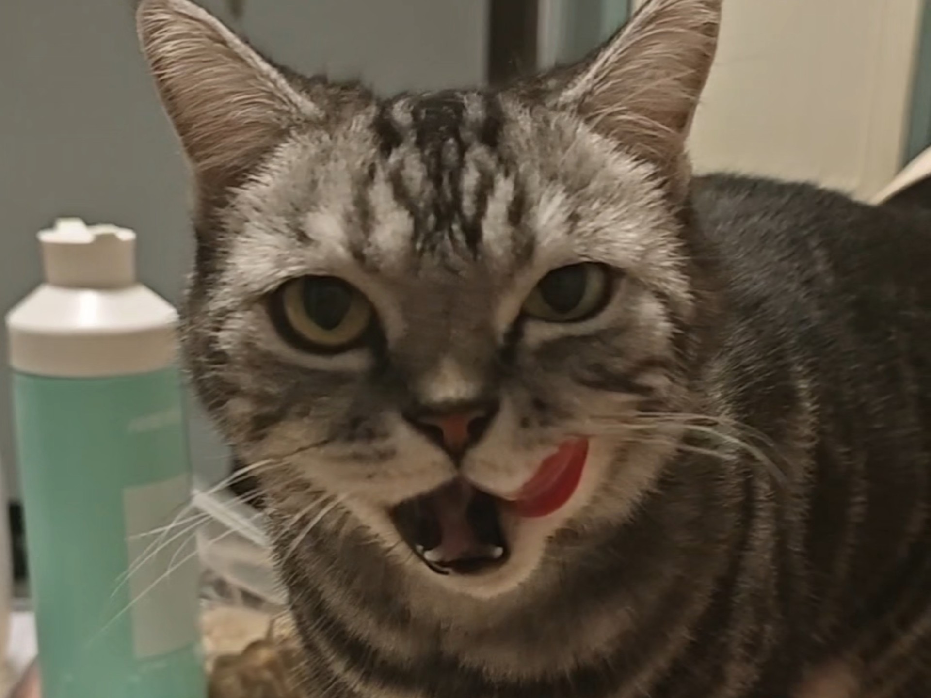 小馋猫舔酸奶盖