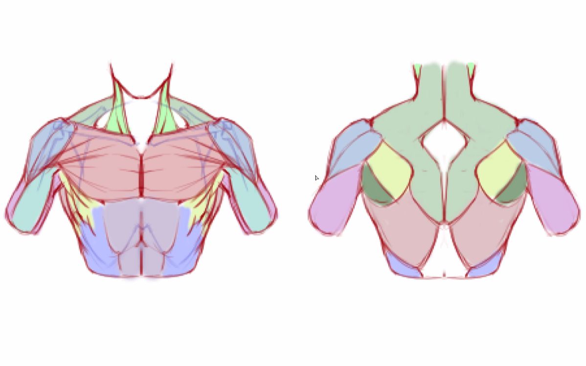 【人体肌肉】什么是艺用人体?什么是医用人体!这个不弄清楚,甭想画好人体哔哩哔哩bilibili