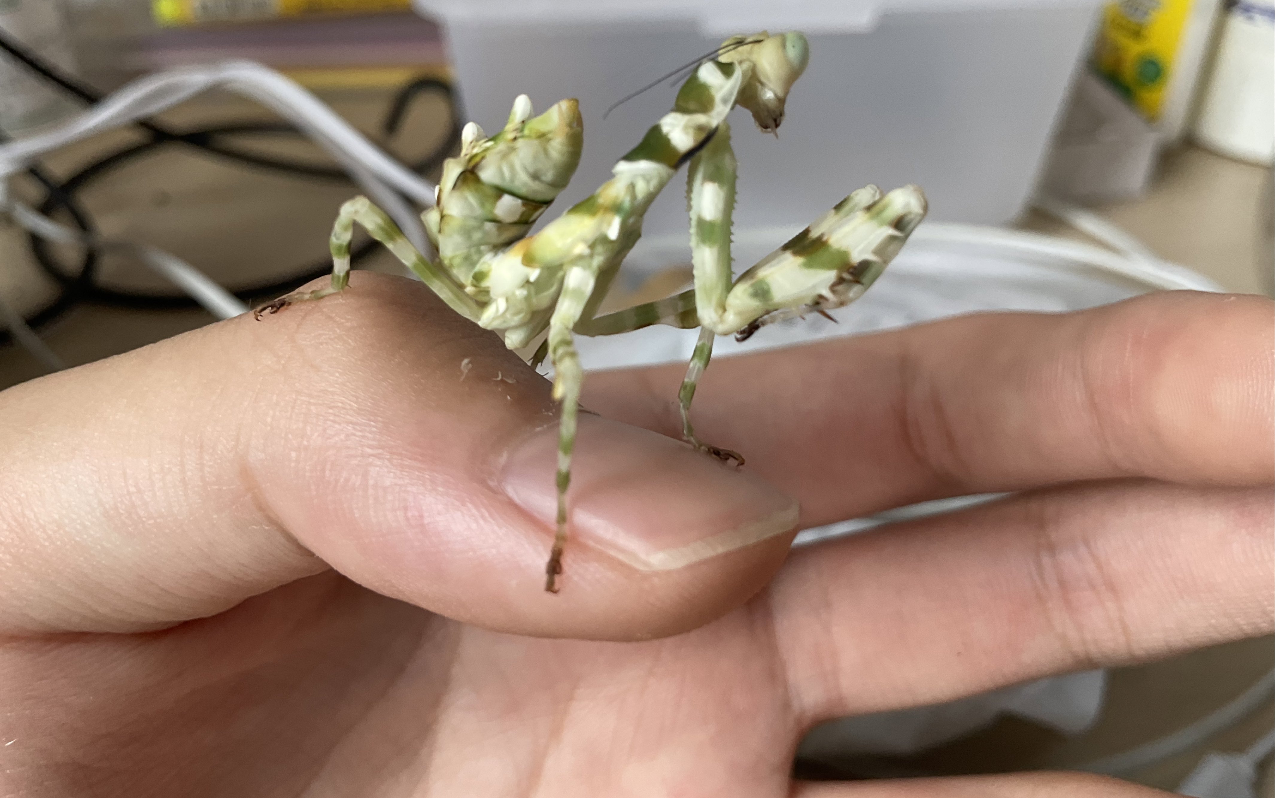 状态好到飞起的弧纹螳