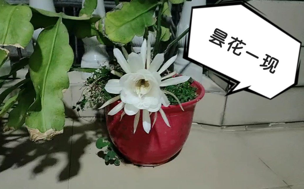 [图]昙花一现！姑娘养了两年的昙花终于开了