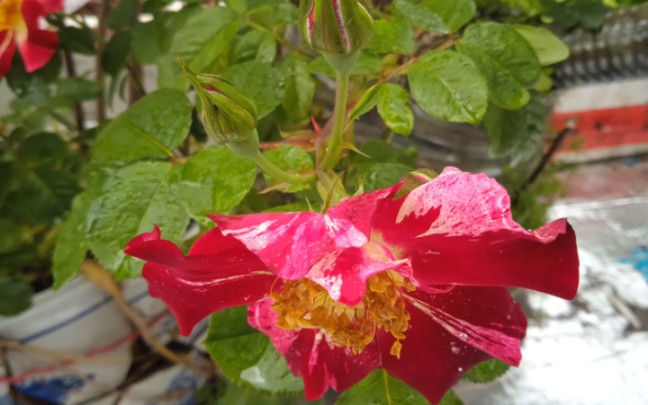 2023年第17周:无冬肥无春肥的独立日月季表现~单头春花为主,且花径