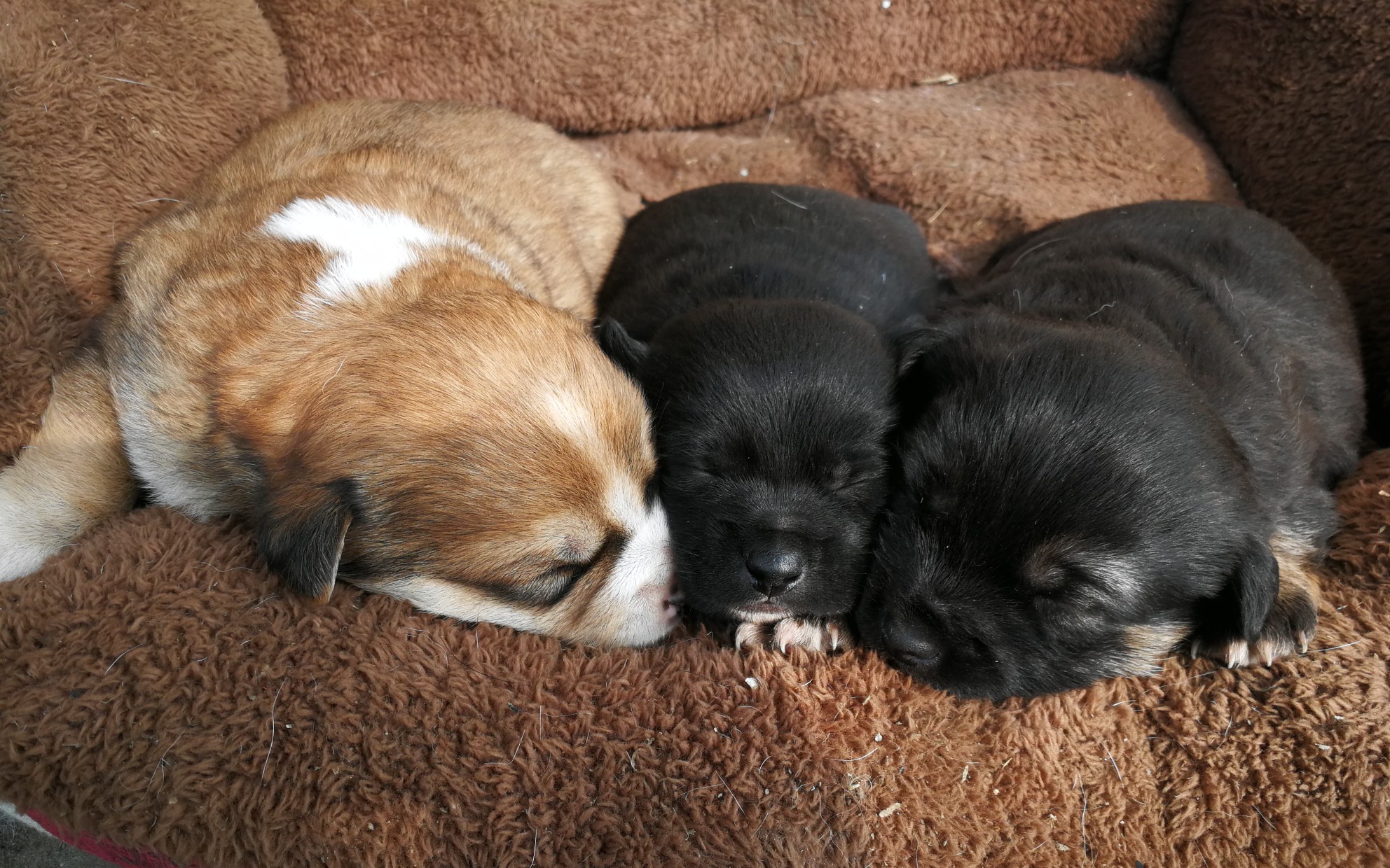 除夕夜出生的三只小奶狗~美美的晒个太阳睡午觉