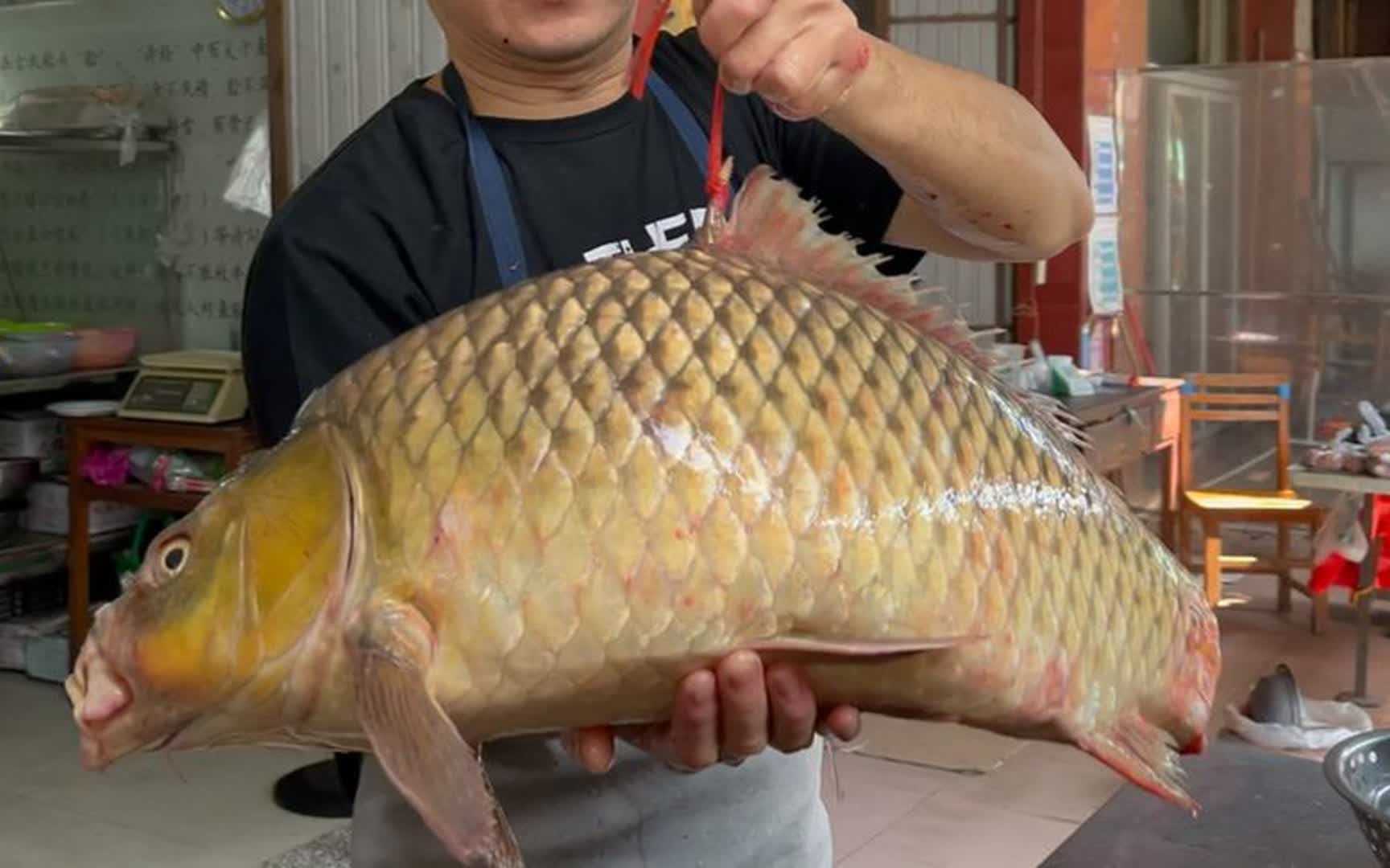 吃鱼生我就服横县,15斤的野生黄肉鲤鱼切片横县鱼生,越吃越有味