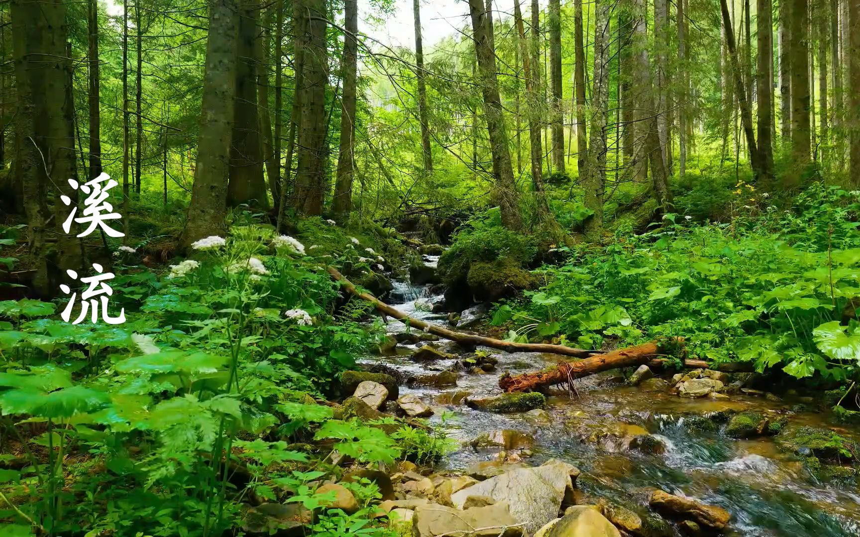 [图]【自然的声音】小溪哗哗