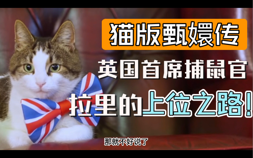 猫咪版甄嬛传?英国首席捕鼠大臣,猫咪拉里的上位之路!哔哩哔哩bilibili