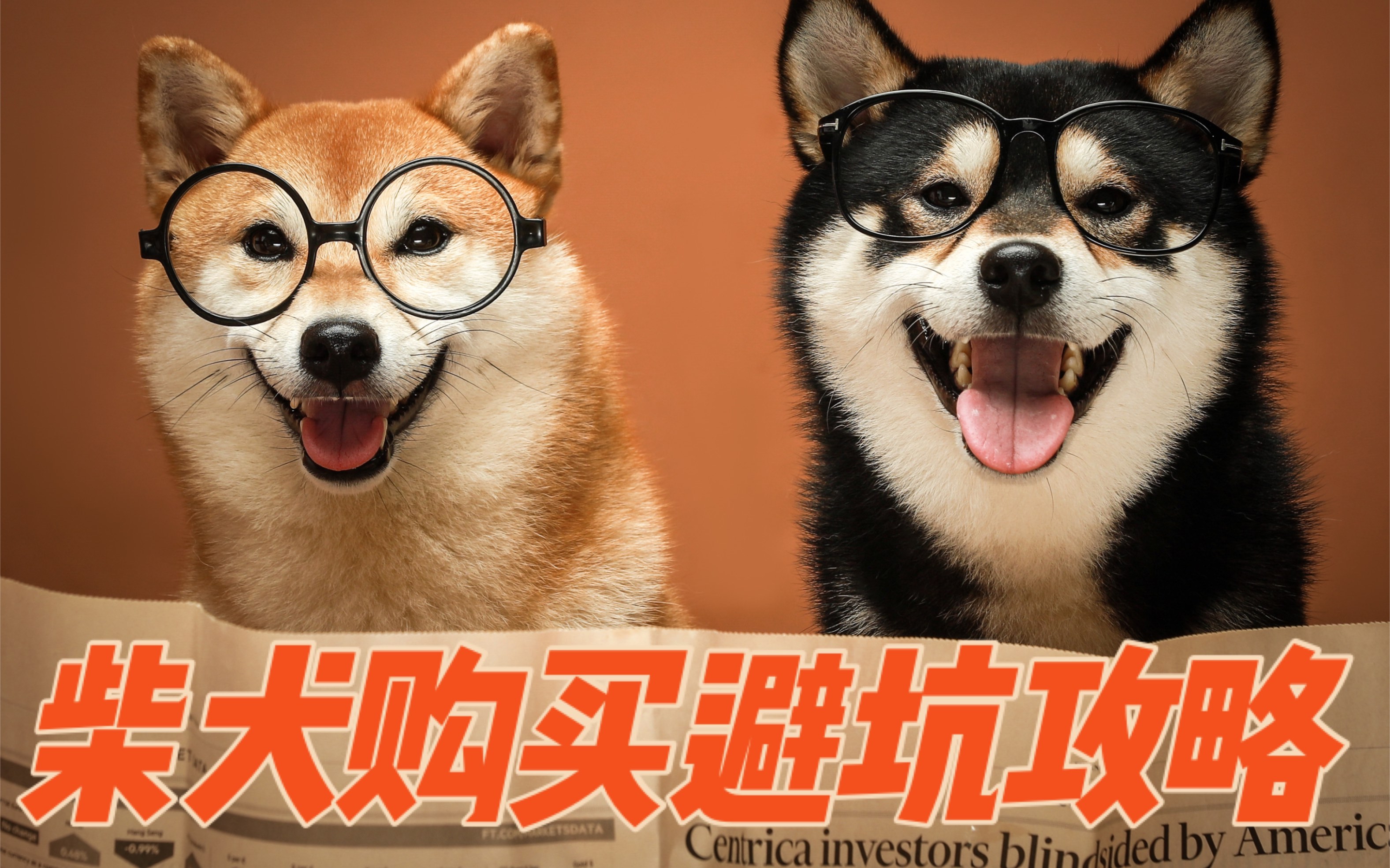 [图]干货 | 买前必看！柴犬购买避坑攻略