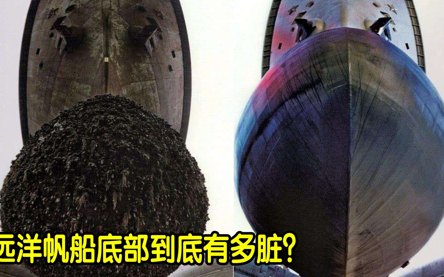 远洋船底长满藤壶苔藓看看如何清理掉的看完过程好解压