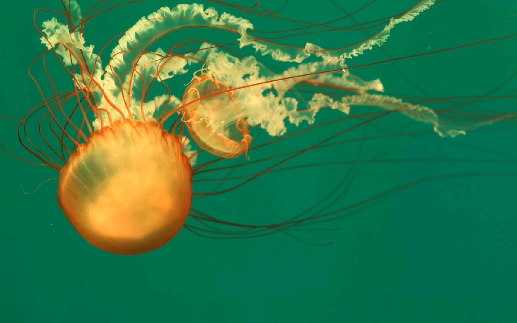 活动作品危险又迷人的太平洋海刺水母