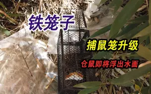 Download Video: 33元买的捕鼠笼子到了，拿到神秘竹林设下陷阱，仓鼠即将浮出水面