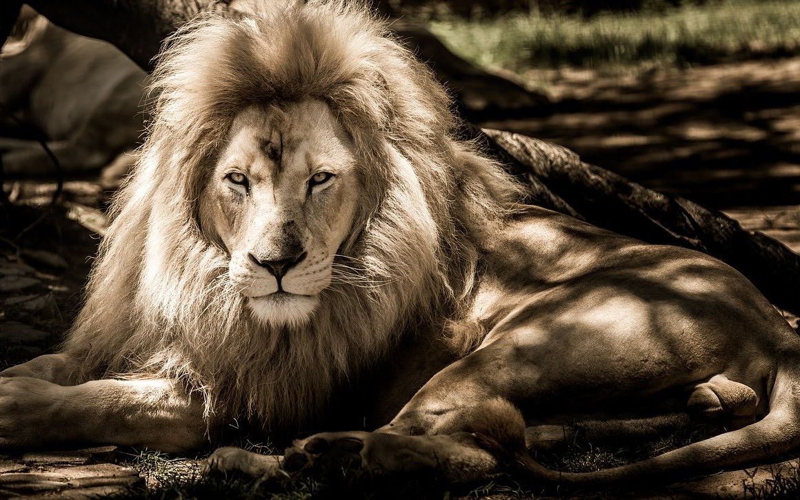 南非野生动物保护区一只白色雄狮20190430