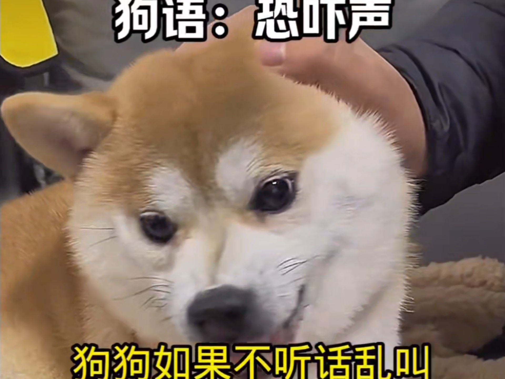 恐吓狗的声音 注意点开使用