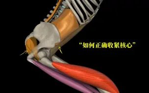 Download Video: 收紧核心就是收腹吗？