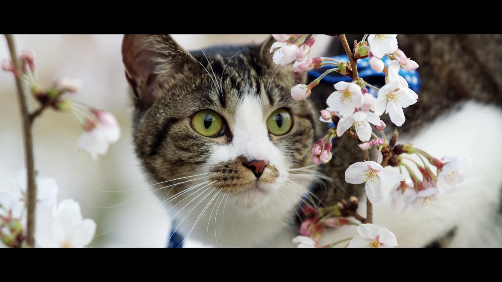 油管大神armadas「樱花树下的猫」8k red monstro vv 猫 樱花 宠物