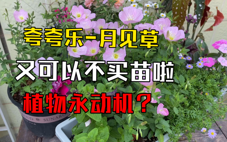 月见草?植物永动机?诶,又可以不买苗啦~哔哩哔哩bilibili