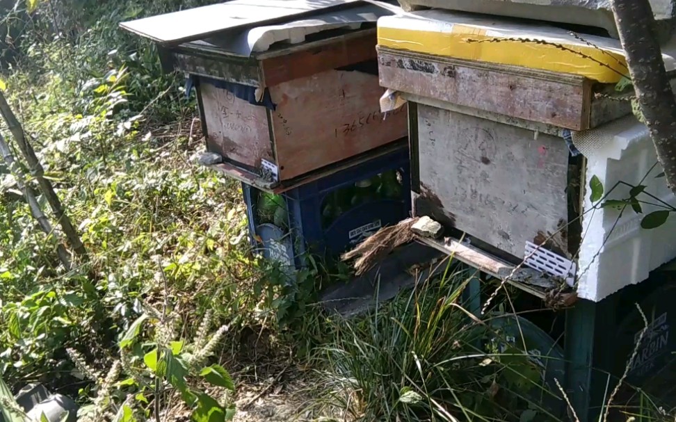 养蜂遇到的问题 养蜂遇到的问题怎么解决