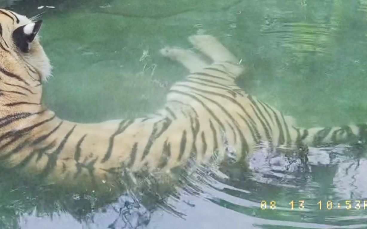 老虎水中放屁被拍下游客它的屁好长老虎我不要面子的吗