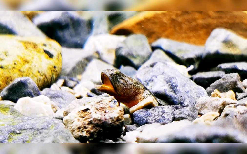 高清无码,熊猫虾虎.