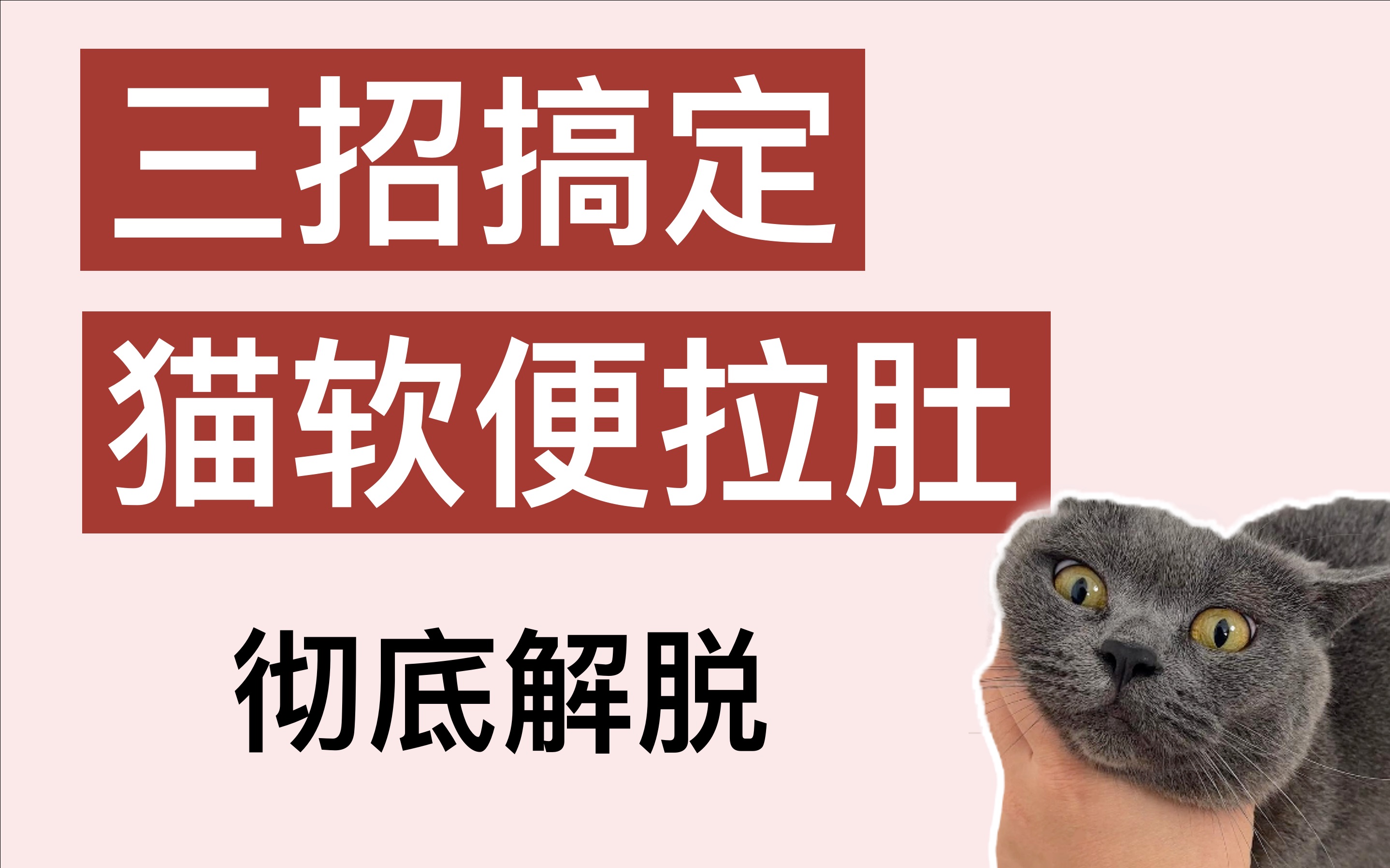 猫软便拉肚好物哔哩哔哩bilibili