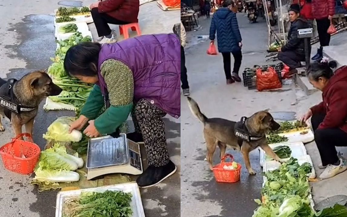山东狗狗叼着菜篮子上街买菜,上手挑选有模有样:就差开口讲价了