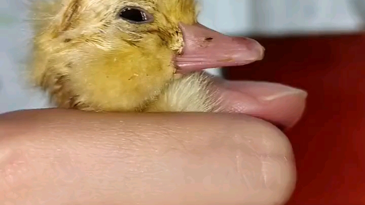 孵出一只小黄鸭