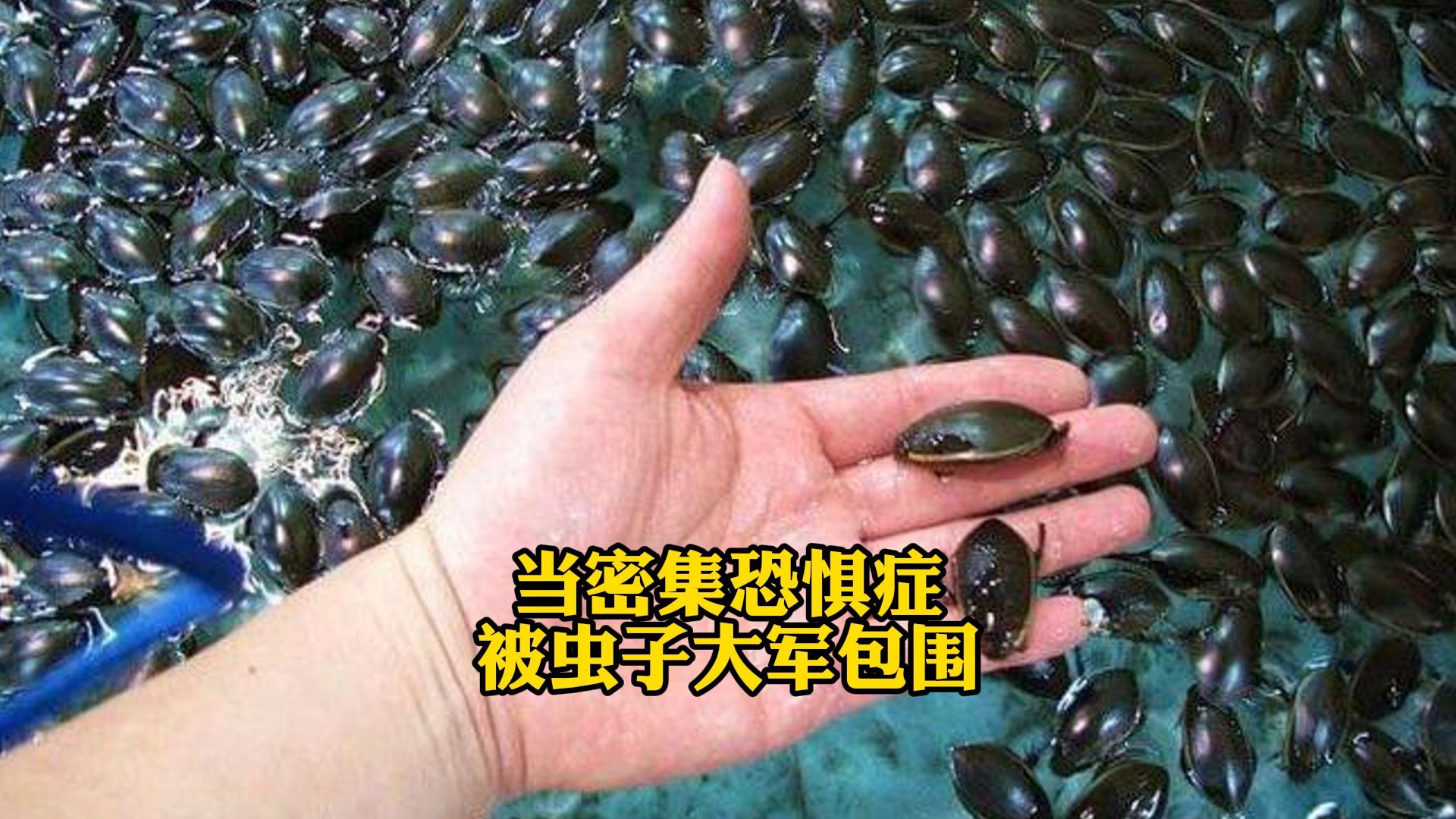 当密集恐惧症被虫子大军包围
