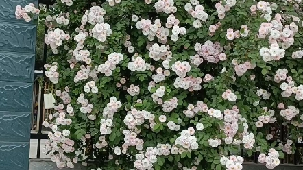 三叠纪的植物会想到之后会有这么浪漫的一天吗?