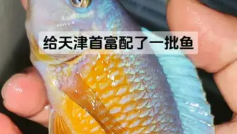 #本周更新 给天津首富配了一批鱼，专业三湖开缸配鱼，高端定制找鱼